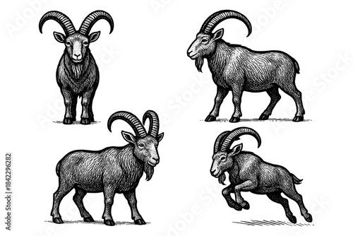 Vintage goat illustrations: set of hand drawn goat sketches with textured details