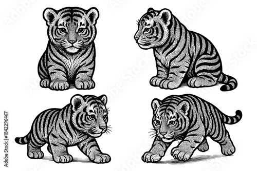 Detailed black and white tiger cubs in engraved vintage style