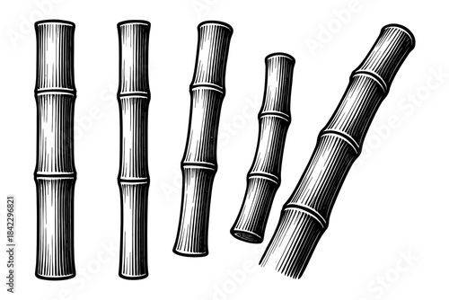 Detailed black and white bamboo stems engraving art for nature themes