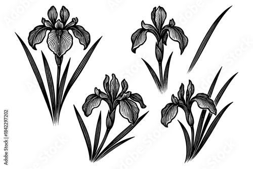 Elegant black and white iris flower set with botanical details