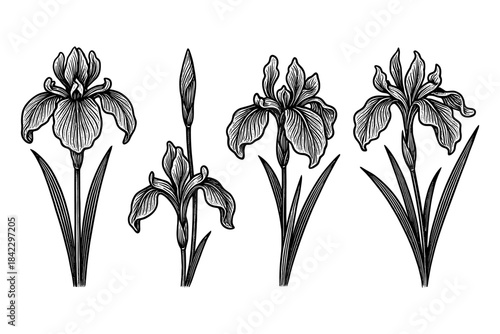 Intricate black and white iris flower illustrations set