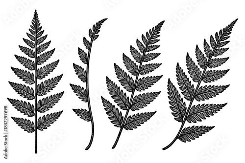 Detailed hand drawn fern leaves collection on a white background
