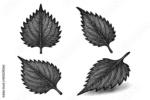 Vintage botanical leaf engravings: detailed black and white art collection