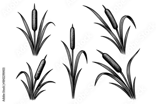 Vintage botanical cattails in black and white engraving style