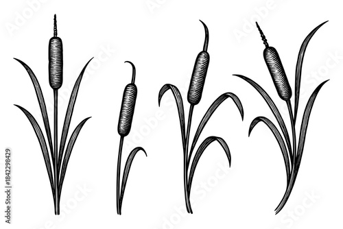 Vintage engraving style cattails in black and white on white background
