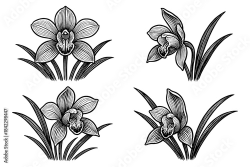 Detailed black and white orchid flowers with leaves in engraved style