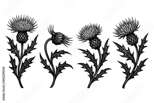 Elegant botanical drawing of thistle flowers with detailed leaves in vintage style
