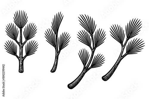 Set of hand drawn pine branches with needles in vintage style