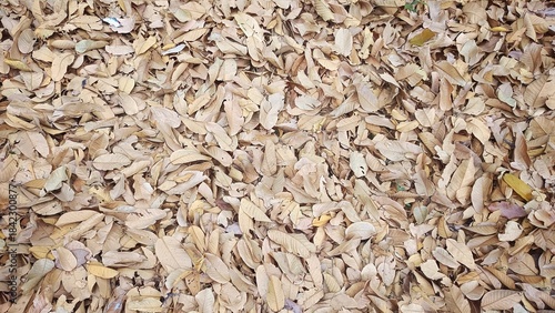 Autumnal Leaves Texture: An abstract display of dried leaves. It forms a rich tapestry of textures, colors, and subtle shifts, capturing the essence of the season.