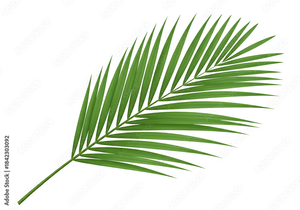 Obraz premium Green Palm Leaf Isolated on Transparent Background