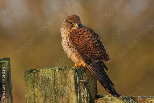 A hunting Kestrel, Falco tinnunculus, perching on a fence post in a meadow.