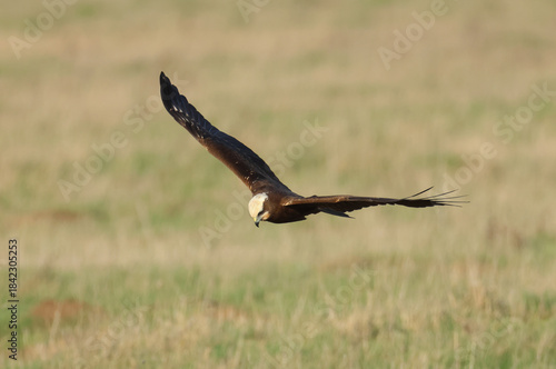 A Marsh Harrier, Circus aeruginosus, flying over a reed bed hunting for food.