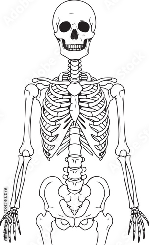 Human skeleton anatomy illustration silhouette isolated on transparent background