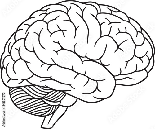 Detailed outline silhouette of a human brain isolated on transparent background