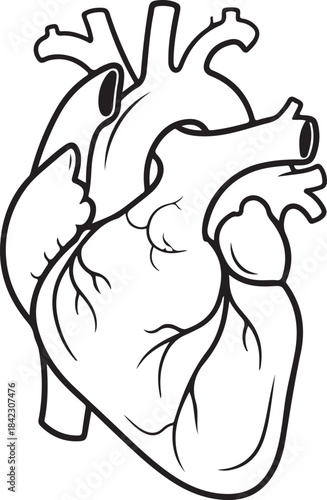 Anatomical heart silhouette isolated on transparent background