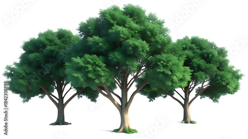 Three lush green leafy trees with intricate branches for natural scene design