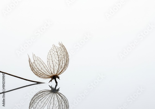 A fragile dried seed pod structure slowly fading away into a vast, bright white background, symbolizing impermanence and the concept of nothingness ,fleeting ,soft ,fragile