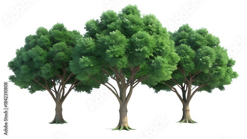 Three lush green trees with intricate branches and full foliage isolated