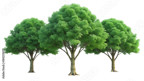 Three lush green trees with intricate branch structures full of leaves