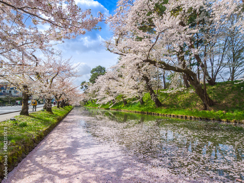 Cherry tree-lined moat with petal carpet floating on water surface (Hirosaki, Aomori, Japan)