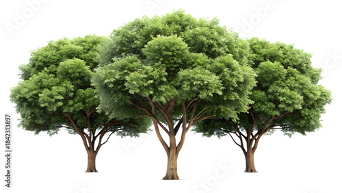 Three lush green trees with intricate branching patterns on a