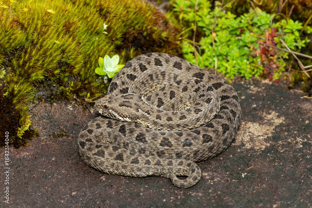 Naklejka premium Close-up of a beautiful berg adder (Bitis atropos), in the Drakensberg mountains. A South African endemic venomous snake on a rock