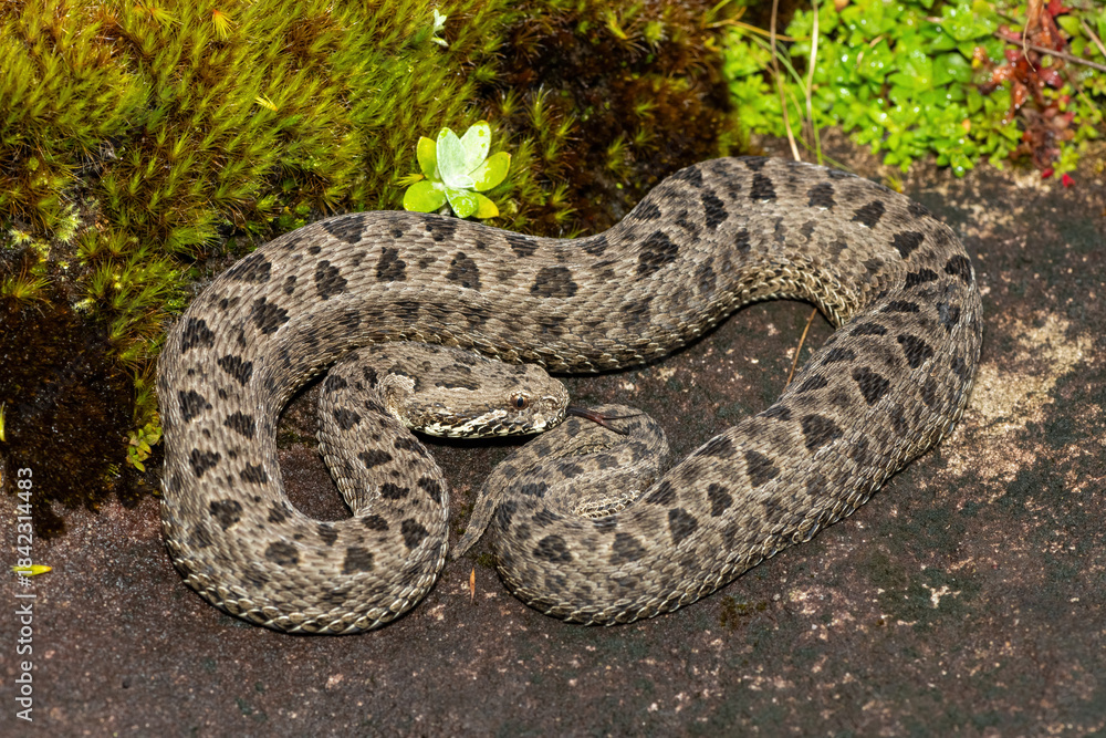 Fototapeta premium Close-up of a beautiful berg adder (Bitis atropos), in the Drakensberg mountains. A South African endemic venomous snake on a rock