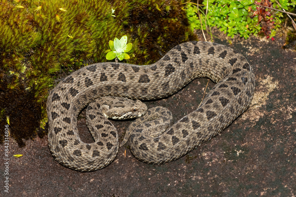 Fototapeta premium Close-up of a beautiful berg adder (Bitis atropos), in the Drakensberg mountains. A South African endemic venomous snake on a rock