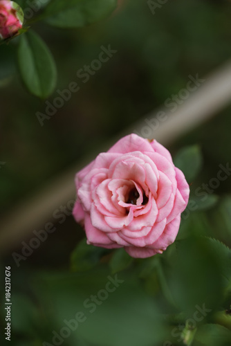 Pink roses in the garden of pink roses. Blooming Roses on the Bush. Growing roses in the garden.