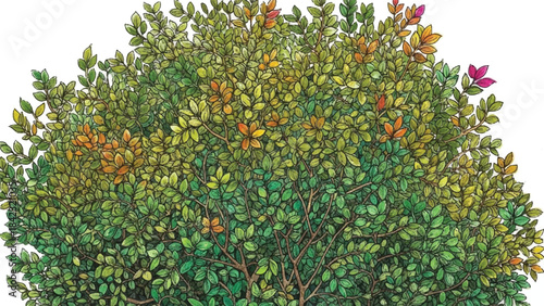 Detailed Hand-Drawn Illustration of Large Dense Shrub with Green and Orange Autumn Leaves