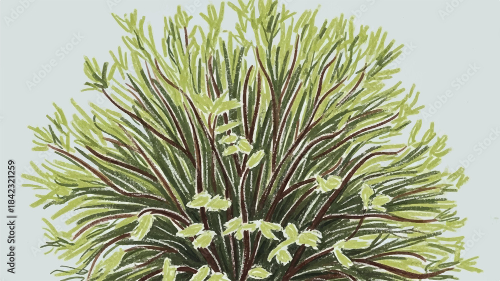 Fototapeta premium Botanical Green Shrub Illustration with Variegated Stems and Fresh Foliage