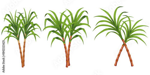 set of sugarcane branches isolated 