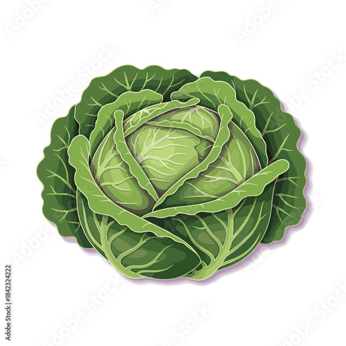Fresh green cabbage with layered leaves on white background  