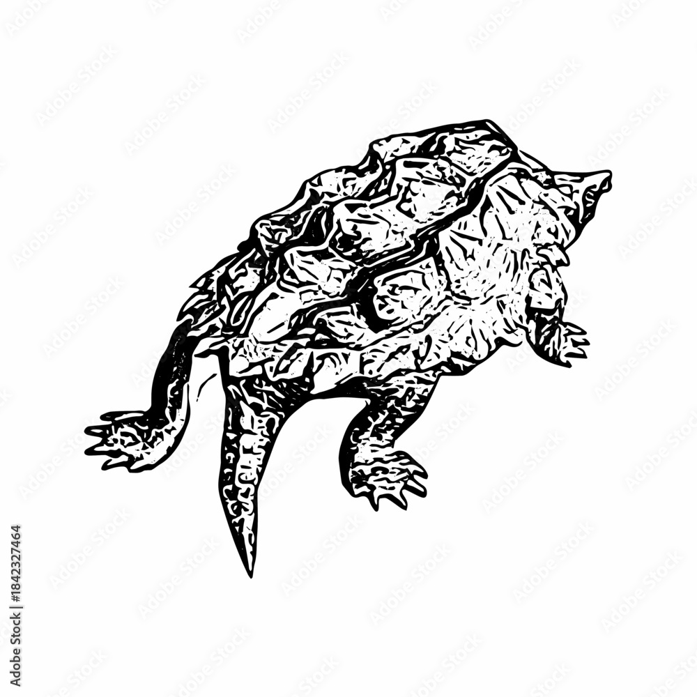 Fototapeta premium Detailed black and white line drawing of an alligator snapping turtle with textured shell and realistic features.