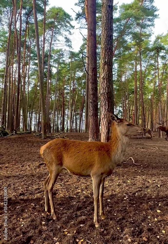 Female deer standing in forest with herd in the background
