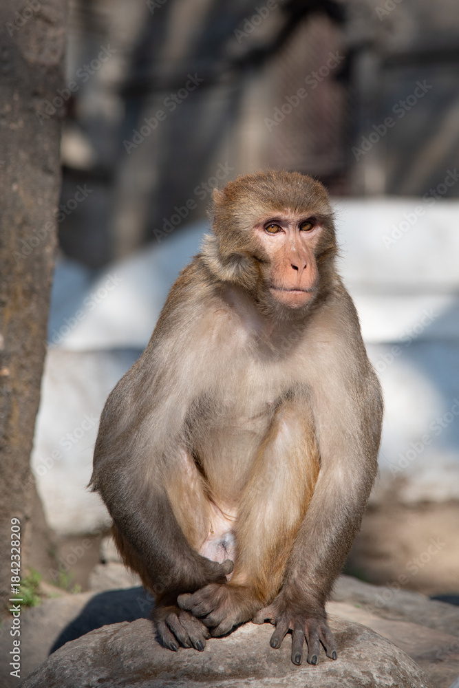 Naklejka premium Rhesus macaque monkey sitting on a rock staring
