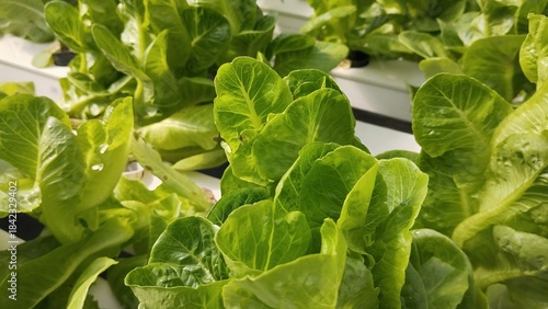 lettuce in the garden, fresh romaine lettuce
