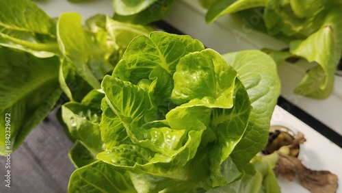 fresh green lettuce, romaine lettuce