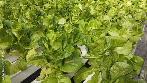 lettuce in the garden, romaine lettuce