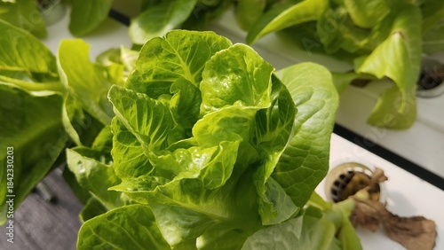 fresh green lettuce romaine in greenhouse