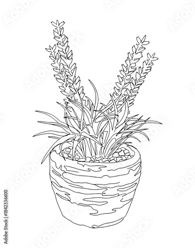 Hand drawn outline sketch of potted lavender. Isolated on white background. Lavender flower in pot coloring book page design.