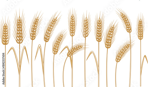 Hand Drawn Wheat Ears Vector Set: Engraved Grain Spikelets and Cereal Harvest Elements