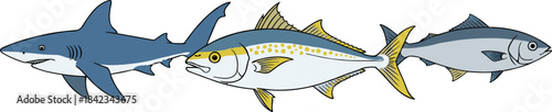 A detailed vector illustration of three large predatory fish: a blue shark, a yellowfin tuna, and a smaller bluefin tuna, representing marine wildlife, fishing, and seafood concepts