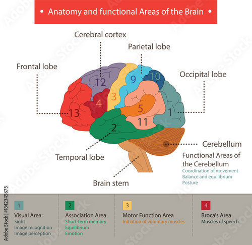 Anatomy and functional Areas of the Brain