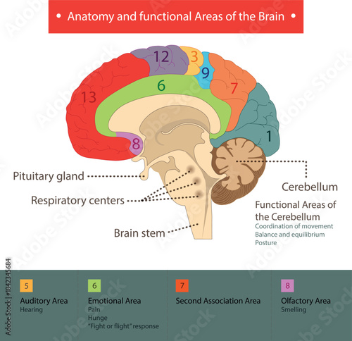 Anatomy and functional Areas of the Brain