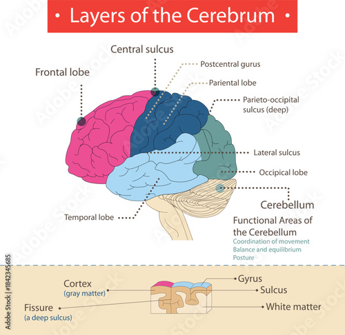 Anatomy and functional Areas of the Brain