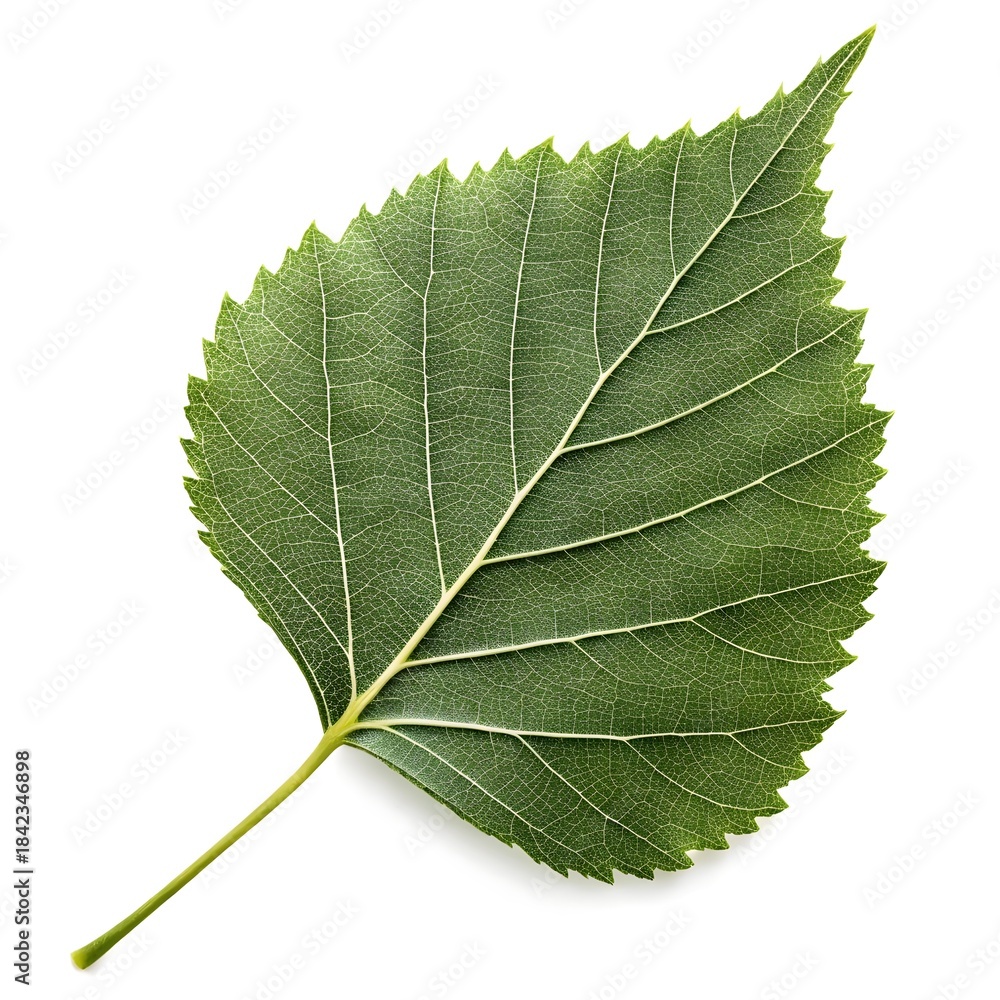Obraz premium Paper Birch Betula Papyrifera Leaf Bright Woodland Green Simplicity on Pure White Background Featuring Soft Serrated Edges, Fine Veining, and the Fresh Clarity of Northern Forest Beauty