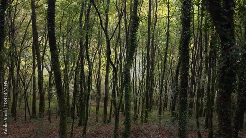 Dense Trees With Thin Trunks In The Route of the mills of the Gandaras stream In Vilasantar, A Coruña, Spain. Sideways Shots