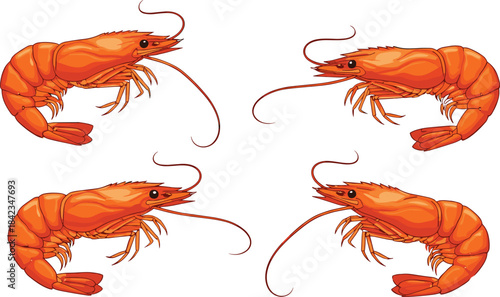 A highly detailed vector illustration set featuring four raw orange shrimp in various symmetrical poses, perfect for seafood menus, cooking tutorials, and gourmet food packaging designs