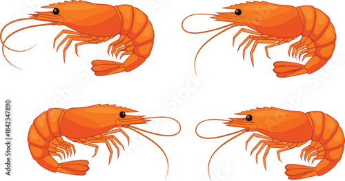 A realistic vector illustration set featuring four fresh orange shrimp in various poses, perfect for seafood restaurant menus, cooking tutorials, and healthy gourmet food packaging